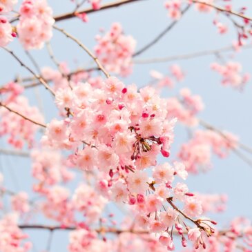 Körsbärsblommorna i Washington DC förväntas blomma som mest i mitten av mars